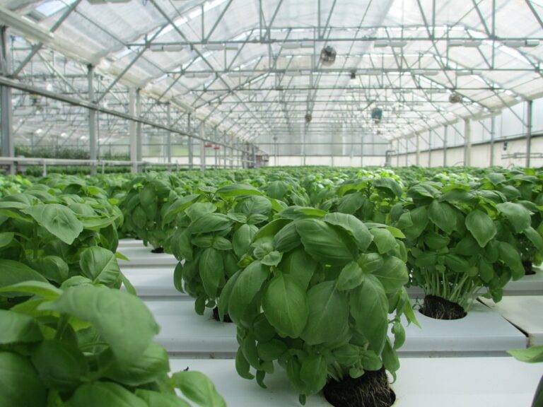 The Future of Edible 3D Printing in Food